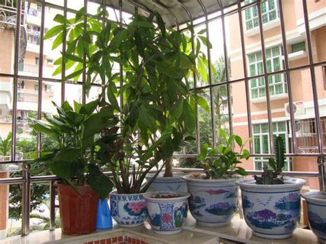 前陽台植物風水|陽台種什麼植物好？風水專家楊登嵙這麼說 